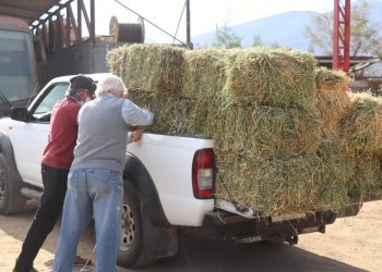 Pasto Popular: Municipalidad retoma venta de fardos a precios justos para crianceros de La Ligua