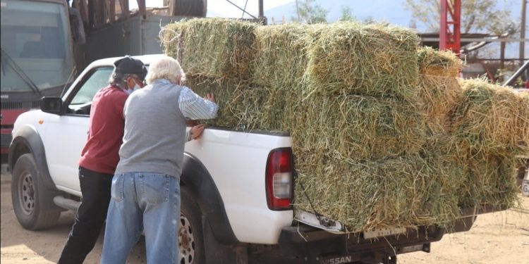 Pasto Popular: Municipalidad retoma venta de fardos a precios justos para crianceros de La Ligua