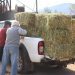 Pasto Popular: Municipalidad retoma venta de fardos a precios justos para crianceros de La Ligua