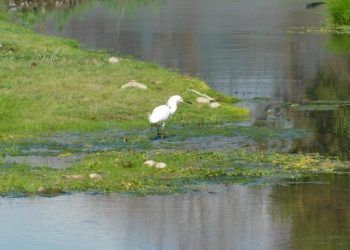 Ministerio de Medio Ambiente declara admisible solicitud para reconocer como humedal urbano Estero El Litre en La Calera