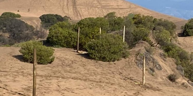 Concón: solicitarán informe al SMA tras intervención de empresa en campo dunar