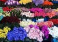 Floristas de cementerio de Quilpué acusan que no tienen acceso a baño desde el inicio de la pandemia: tienen que orinar en un tarro