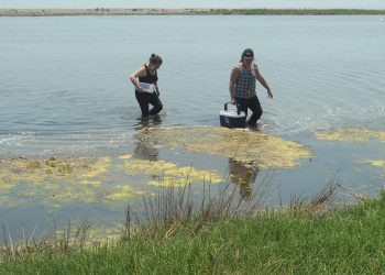Proyecto para validar sistema de monitoreo de humedales tendrá participación de académica de la UPLA
