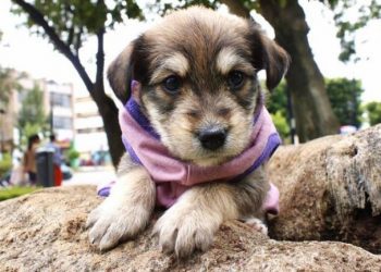 Columna de opinión / Robo de mascotas, microchips y registro nacional