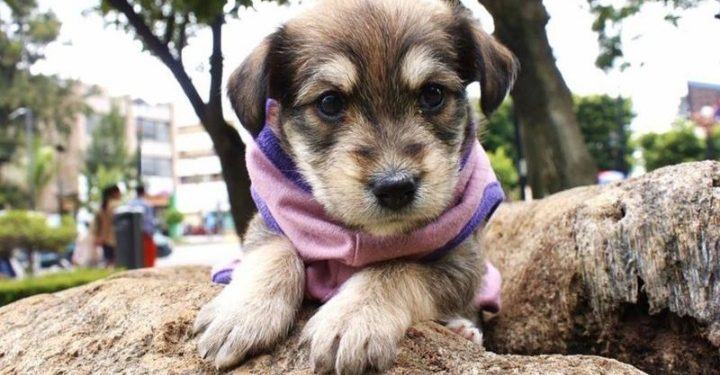 Columna de opinión / Robo de mascotas, microchips y registro nacional