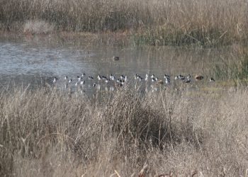 El Tabo: Santuario Laguna El Peral celebra 46 años con el 90 % de su infraestructura apta para el turismo inclusivo