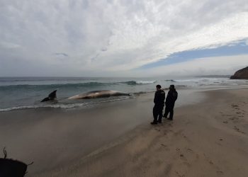 Analizan muestras para determinar causa de muerte de cachalote fallecido en Playa Luna de Puchuncaví