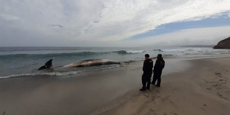 Analizan muestras para determinar causa de muerte de cachalote fallecido en Playa Luna de Puchuncaví
