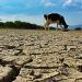 AMUCH solicita que se decrete zona de catástrofe por sequía a cuatro regiones del país