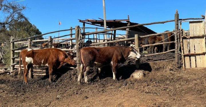 Piden glosa especial en el presupuesto para que ONG y protectoras puedan cuidar a las mascotas y animales que sufren maltrato