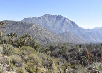 Fiestas Patrias: Parque Nacional La Campana recibirá público este fin de semana