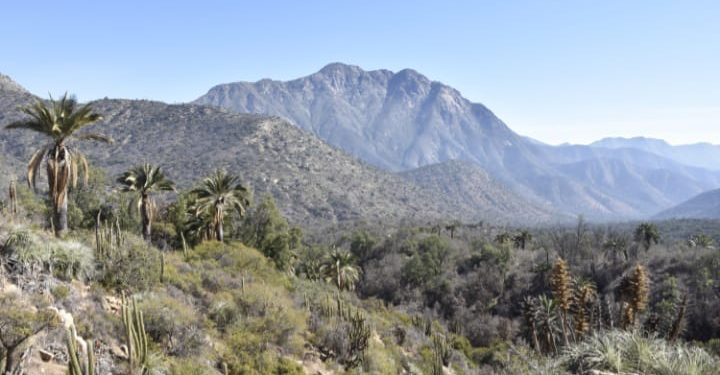 Fiestas Patrias: Parque Nacional La Campana recibirá público este fin de semana