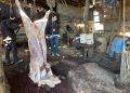 En Quilpué desbaratan criadero y matadero clandestino