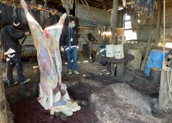 En Quilpué desbaratan criadero y matadero clandestino