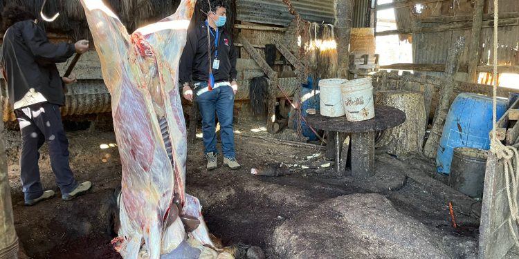 En Quilpué desbaratan criadero y matadero clandestino