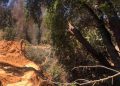 Villa Alemana: Municipalidad acusa destrucción de bosque nativo de Parque La Reserva