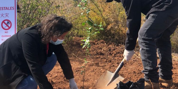 Valparaíso: reforestan trece hectáreas en Parque Quebrada Verde