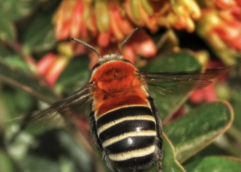 En Parque Urbano Natural de La Ligua realizan primer registro de una abeja grande caupolicana