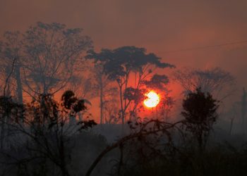 La Amazonía ha perdido en 35 años un área equivalente a Chile según estudio
