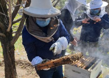 San Esteban: apicultores firman convenio para potenciar producción de miel afectada por sequía