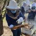 San Esteban: apicultores firman convenio para potenciar producción de miel afectada por sequía