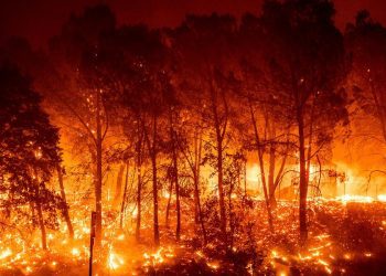 Incendios: desde Valparaíso llaman a avanzar en una ley de prevención ﻿