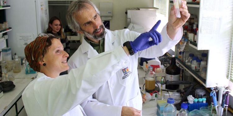 En EE.UU: investigadores chilenos se adjudican patente de fármaco con propiedades antibióticas a partir del erizo negro de mar
