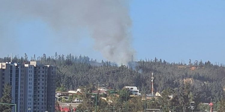 Fue controlado el incendio forestal que afectó al camino La Pólvora en Valparaíso