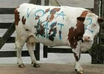 Todo tiene un límite: campaña de Kast raya un animal para conseguir la Presidencia