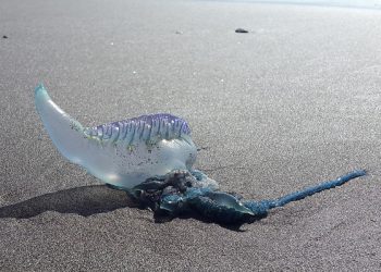 Precaución: cierran tres playas de Puchuncaví por presencia de fragata portuguesa