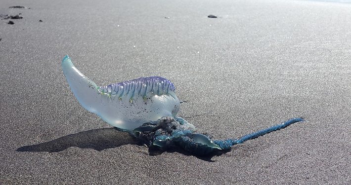 Precaución: cierran tres playas de Puchuncaví por presencia de fragata portuguesa