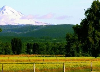 Ercilla: reportan a comunero mapuche herido a bala y se investiga contexto de allanamiento
