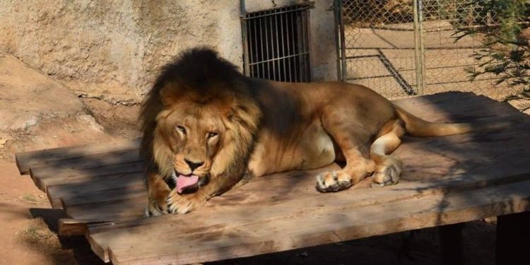 Zoológico de Quilpué podría abrir por última vez este verano