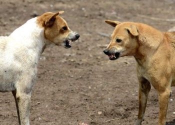 Valparaíso: mujer muere tras ser atacada por jauría de perros en Placilla