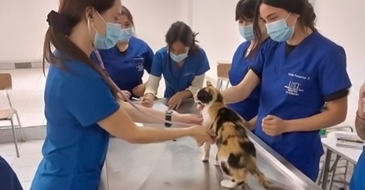 Hospital Veterinario de la Universidad Santo Tomás reabre sus puertas a la comunidad para atención de mascotas