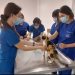 Hospital Veterinario de la Universidad Santo Tomás reabre sus puertas a la comunidad para atención de mascotas