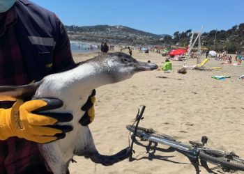 Rescatan a pingüino desorientado en playa El Abanico de Maitencillo
