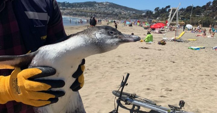 Rescatan a pingüino desorientado en playa El Abanico de Maitencillo