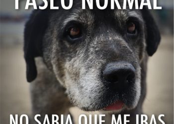 Municipalidad de Quintero lanza campaña para evitar el abandono de mascotas en verano