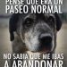 Municipalidad de Quintero lanza campaña para evitar el abandono de mascotas en verano