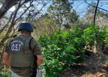 OS7 de Carabineros decomisó 1,5 toneladas de cannabis en La Ligua