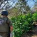 OS7 de Carabineros decomisó 1,5 toneladas de cannabis en La Ligua