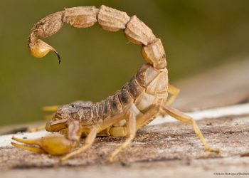 Columna de opinión / Alacrán