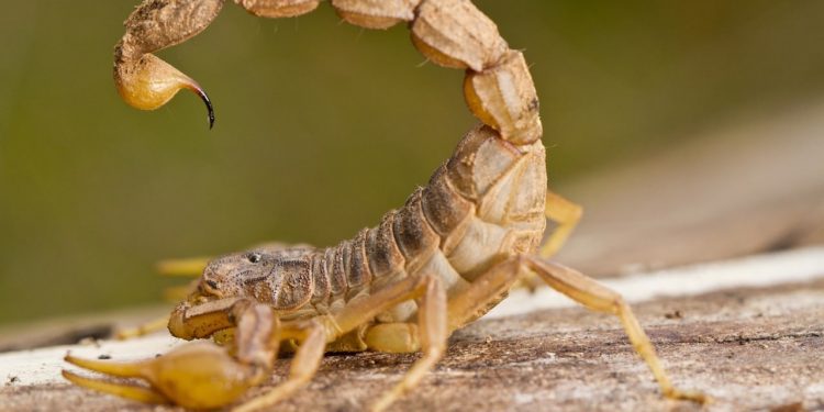 Columna de opinión / Alacrán