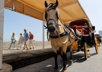 Manifestación en el frontis del municipio  de Viña del Mar: cocheros de “victorias” exigen diálogo con nuevas autoridades
