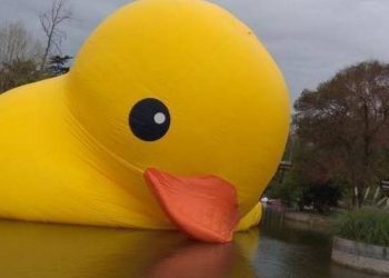 Columna de opinión / El Patito Chiquito