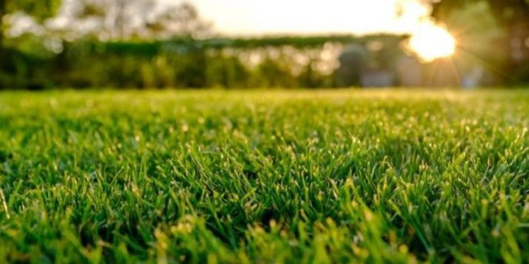 Columna de opinión / Optimización del uso del pasto
