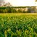 Columna de opinión / Optimización del uso del pasto