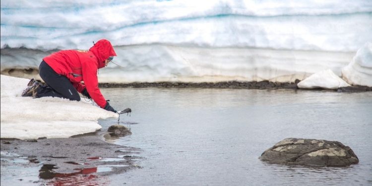 Completo estudio sobre metales en ecosistema costero antártico es realizado por investigadores de la UPLA
