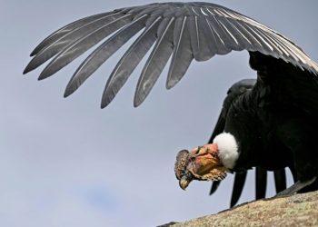 Columna de opinión / A patás con el cóndor